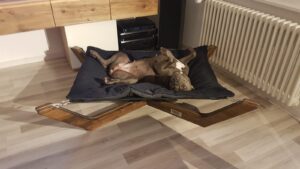 Schlafplatz Hund, Hund und Entspannung, Hundeliege